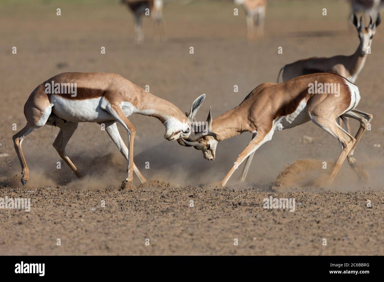 Springbok (Antidorcas marsupialis) fighting, Kgalagadi Transfrontier Park, South Africa, Africa Stock Photo