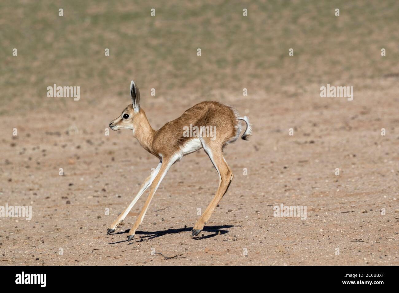 Springbok (Antidorcas marsupialis) calf, Kgalagadi Transfrontier Park, South Africa, Africa Stock Photo