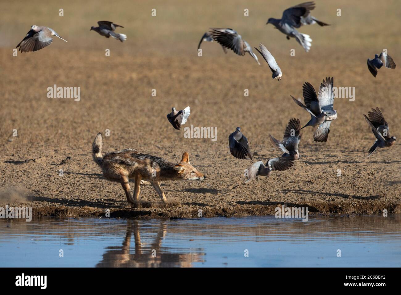 Blackbacked jackal (Canis mesomelas) chasing Cape turtle doves (Streptopilia capicola), Kgalagadi Transfrontier Park, South Africa, Africa Stock Photo