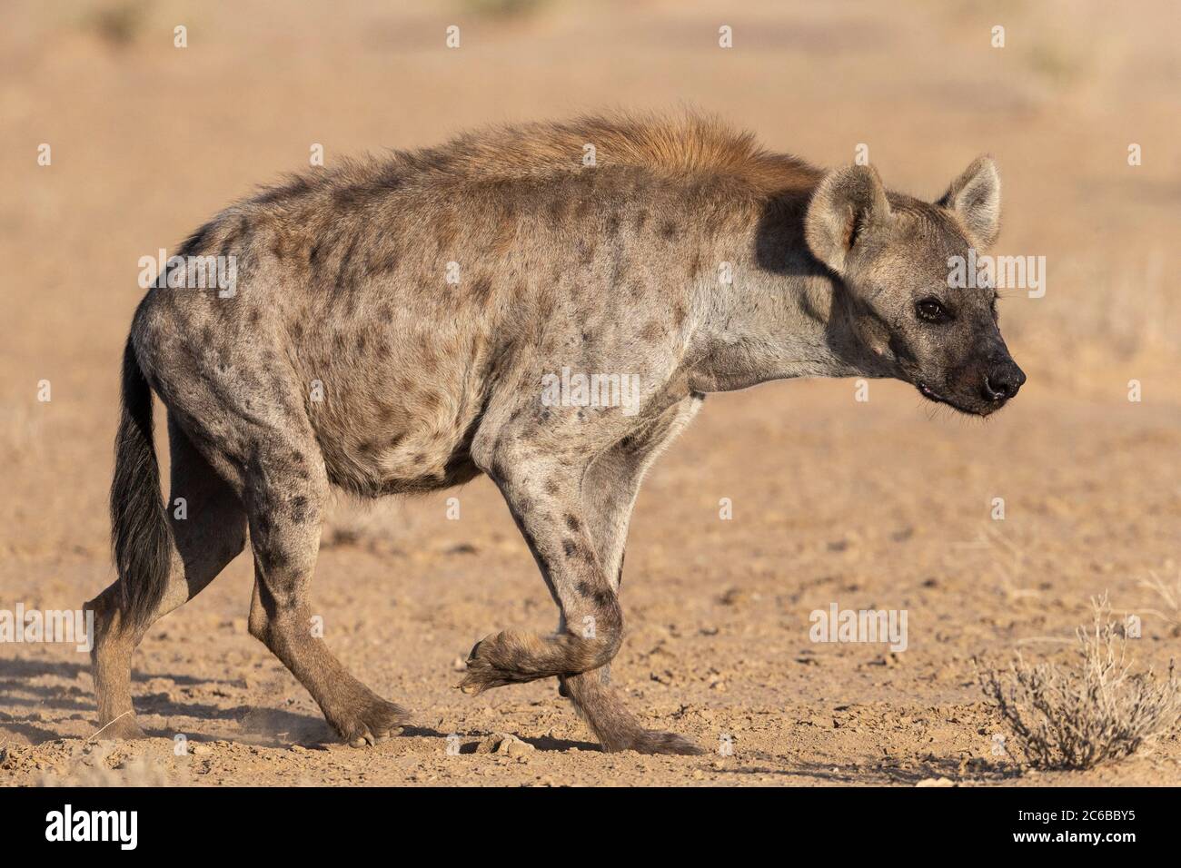 Spotted hyena (Crocuta crocuta), Kgalagadi Transfrontier Park, South Africa, Africa Stock Photo
