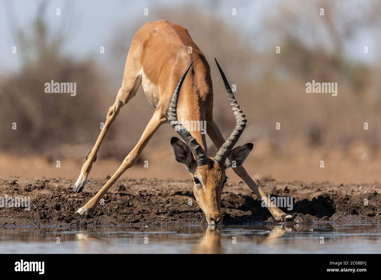 Impala (Aepyceros melampus), Mashatu Game Reserve, Botswana, Africa Stock Photo