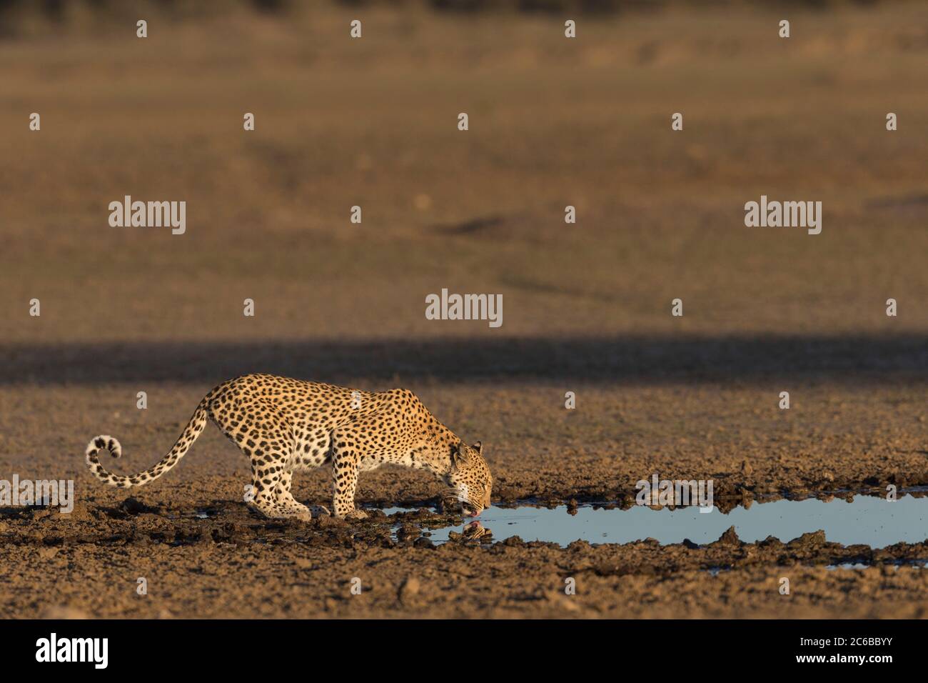 Leopard (Panthera pardus) female drinking, Kgalagadi Transfrontier Park, South Africa, Africa Stock Photo