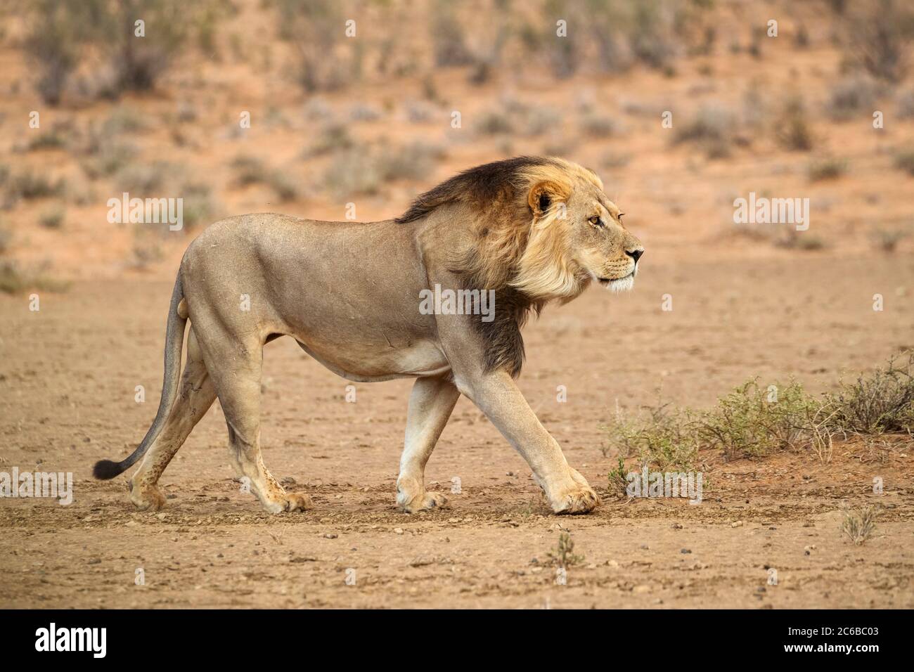 Lion (Panthera leo) on the move, Kgalagadi Transfrontier Park, South Africa, Africa Stock Photo