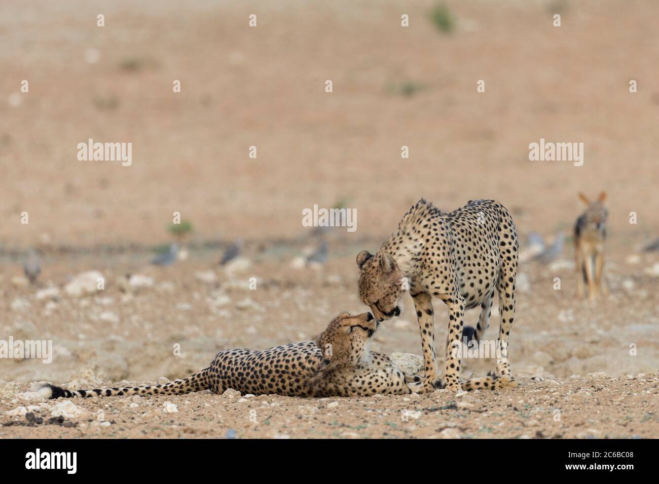 Cheetah (Acinonyx jubatus) brothers, Kgalagadi Transfrontier Park, South Africa, Africa Stock Photo