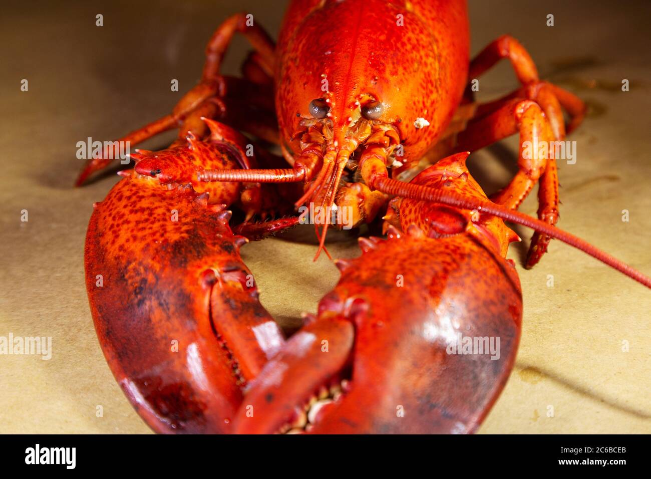 A cooked, locally landed lobster boiled and served ready to eat in a lobster dinner at Chester, Nova Scotia, Canada, North America Stock Photo