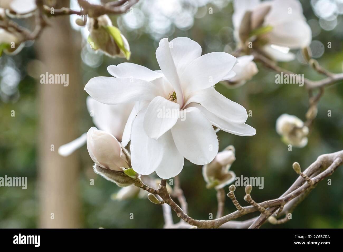 Loebners Magnolie Magnolia × loebneri Merrill Stock Photo