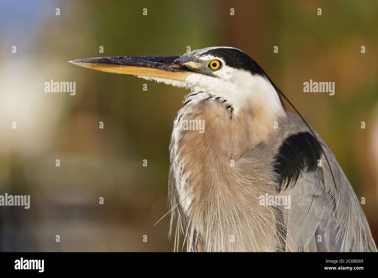 Portrait of a stately and elegant Great Blue Heron (Ardea herodias) captured during golden hour on a warm, Florida summer evening. Stock Photo
