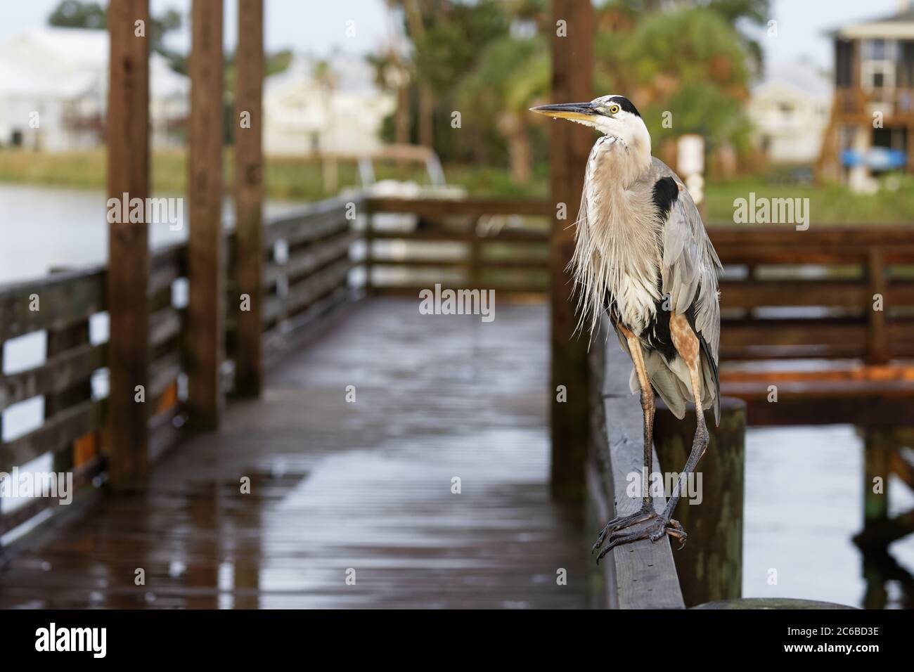Wide shot of a stately and elegant Great Blue Heron (Ardea herodias) perches on a Florida fishing pier, after a summer sunset rain shower. Stock Photo
