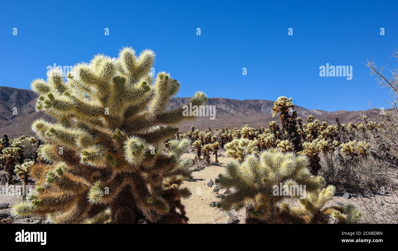Cholla cactus in hot and dry desert at Joshua Tree national park Stock Photo