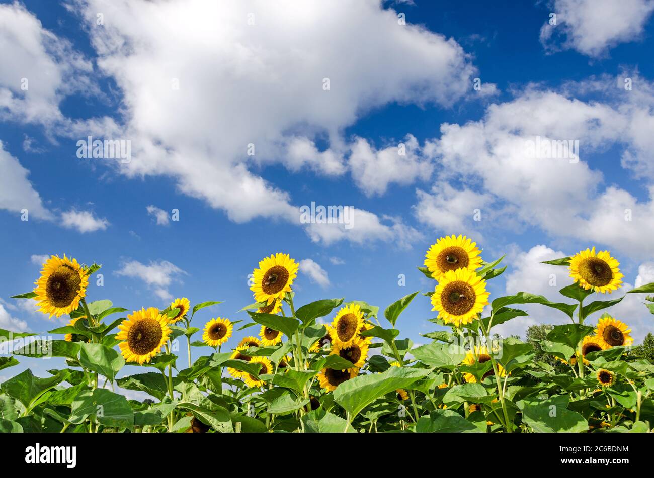 Sunflower field in front of blue sky with a few clouds Stock Photo - Alamy