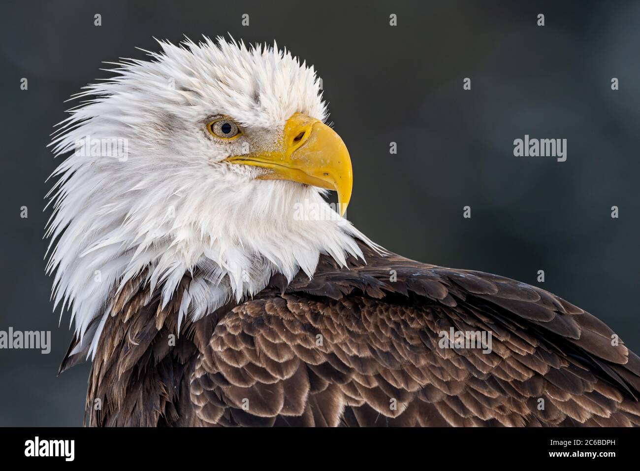Bald eagle (Haliaeetus leucocephalus) in Homer, Alaska Stock Photo - Alamy