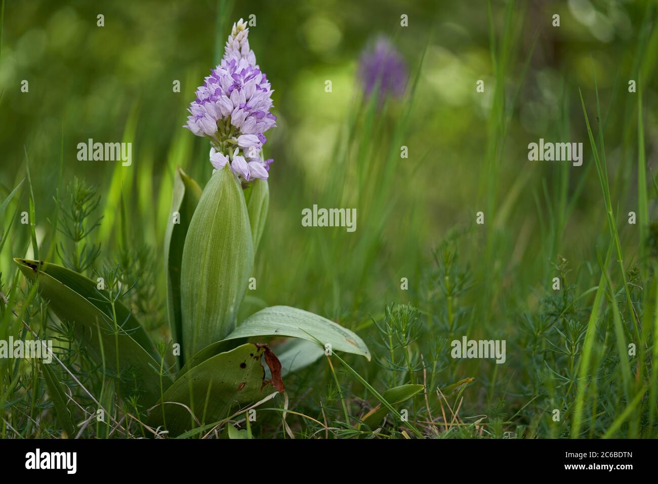Flowering plant Orchis militaris in the spring in the meadow. Known as Military Orchid. Purple flower with large green leaves growing in the grass. Stock Photo