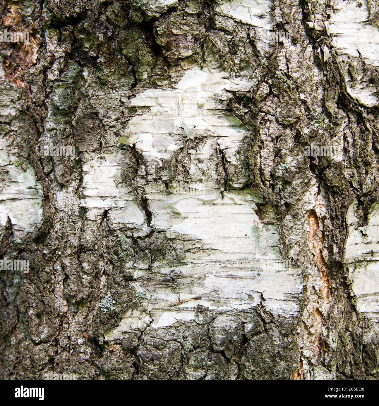 Birch pieces hi-res stock photography and images - Alamy