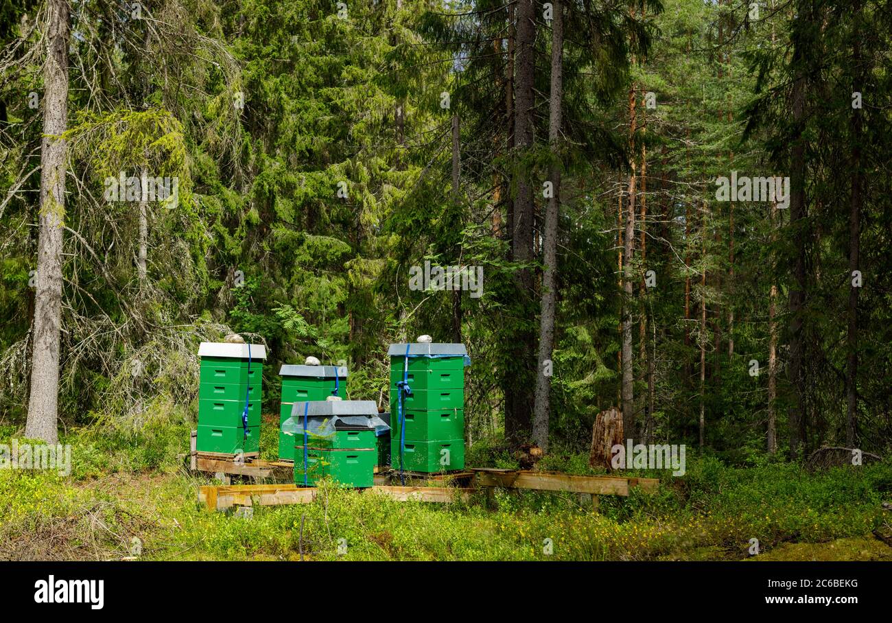 Bee cubes in a pine forest Stock Photo - Alamy