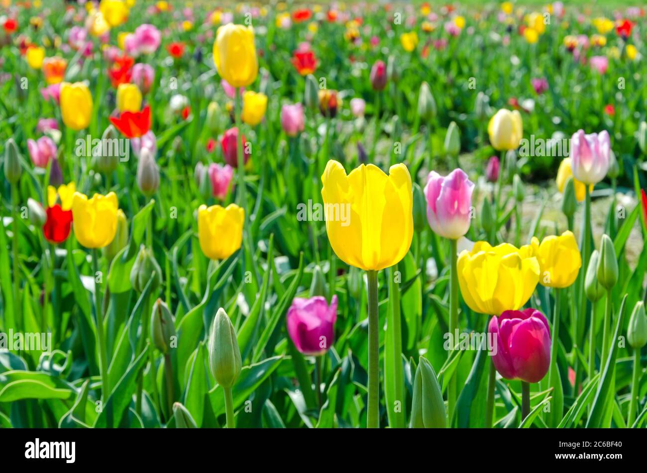 Field of many colourful tulips in spring Stock Photo - Alamy