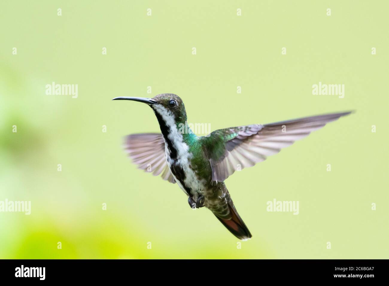 A female Black-throated Mango hummingbird hovering in the air with her wings spread. Stock Photo
