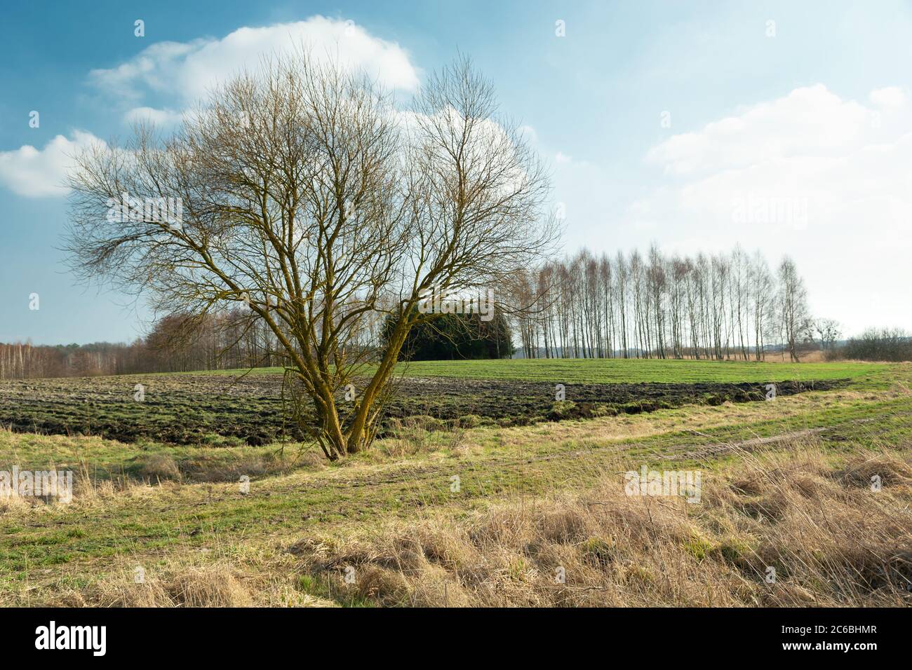 Tree without leaves and fields, white clouds on blue sky Stock Photo ...