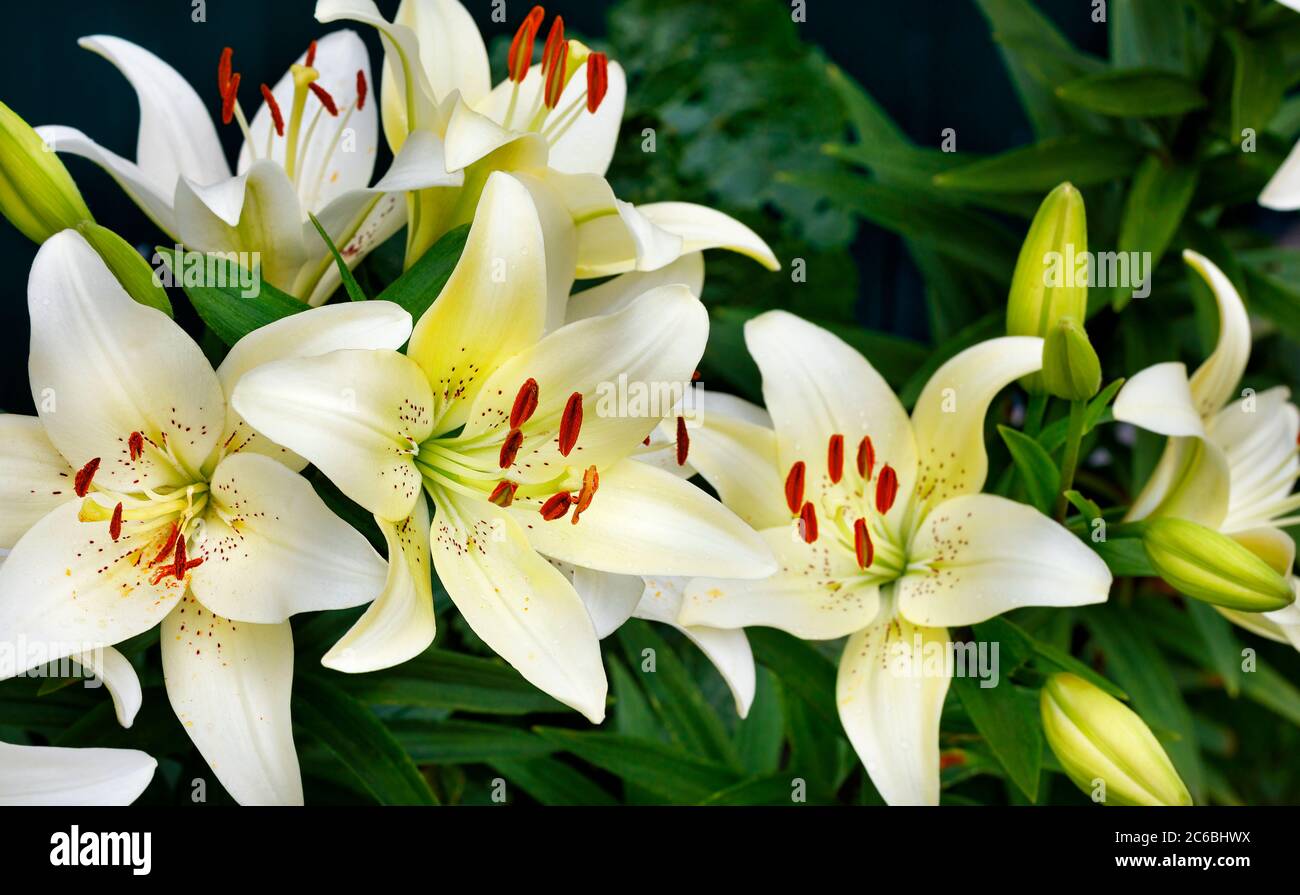 Branches lily flowers large hi-res stock photography and images - Alamy