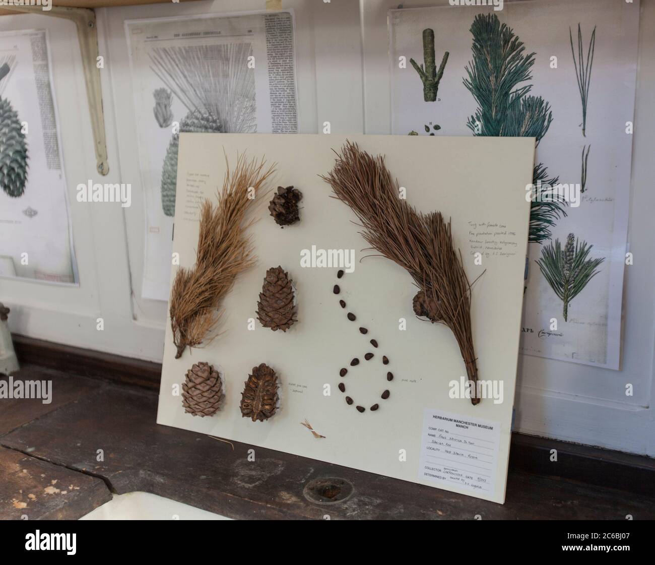 Botany and nature. Botanical learning and teaching. Plants, science ...