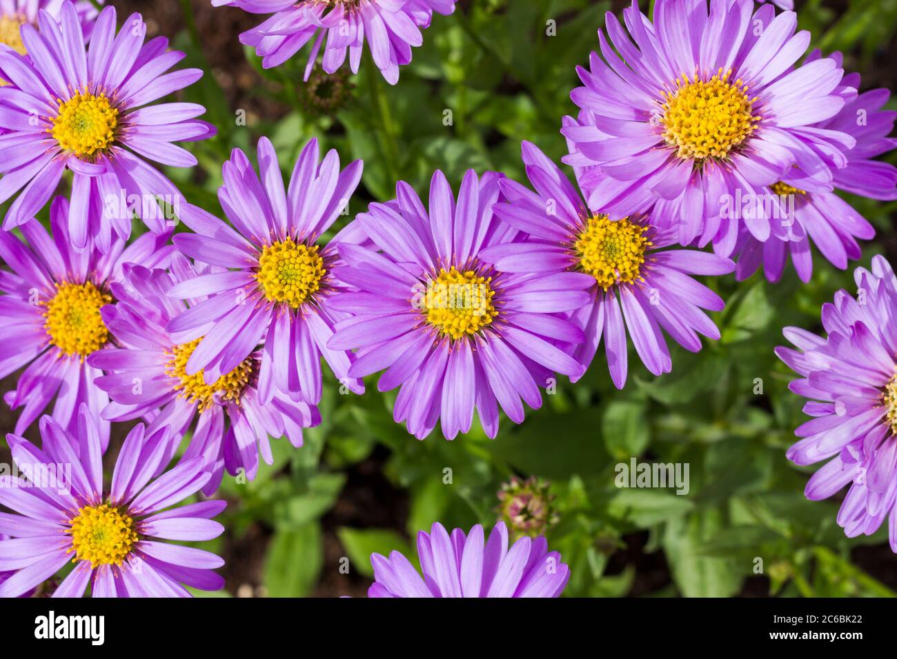 Aster frikartii 'Floras Delight' lilac coloured flowers blooming in summertime, England, UK Stock Photo