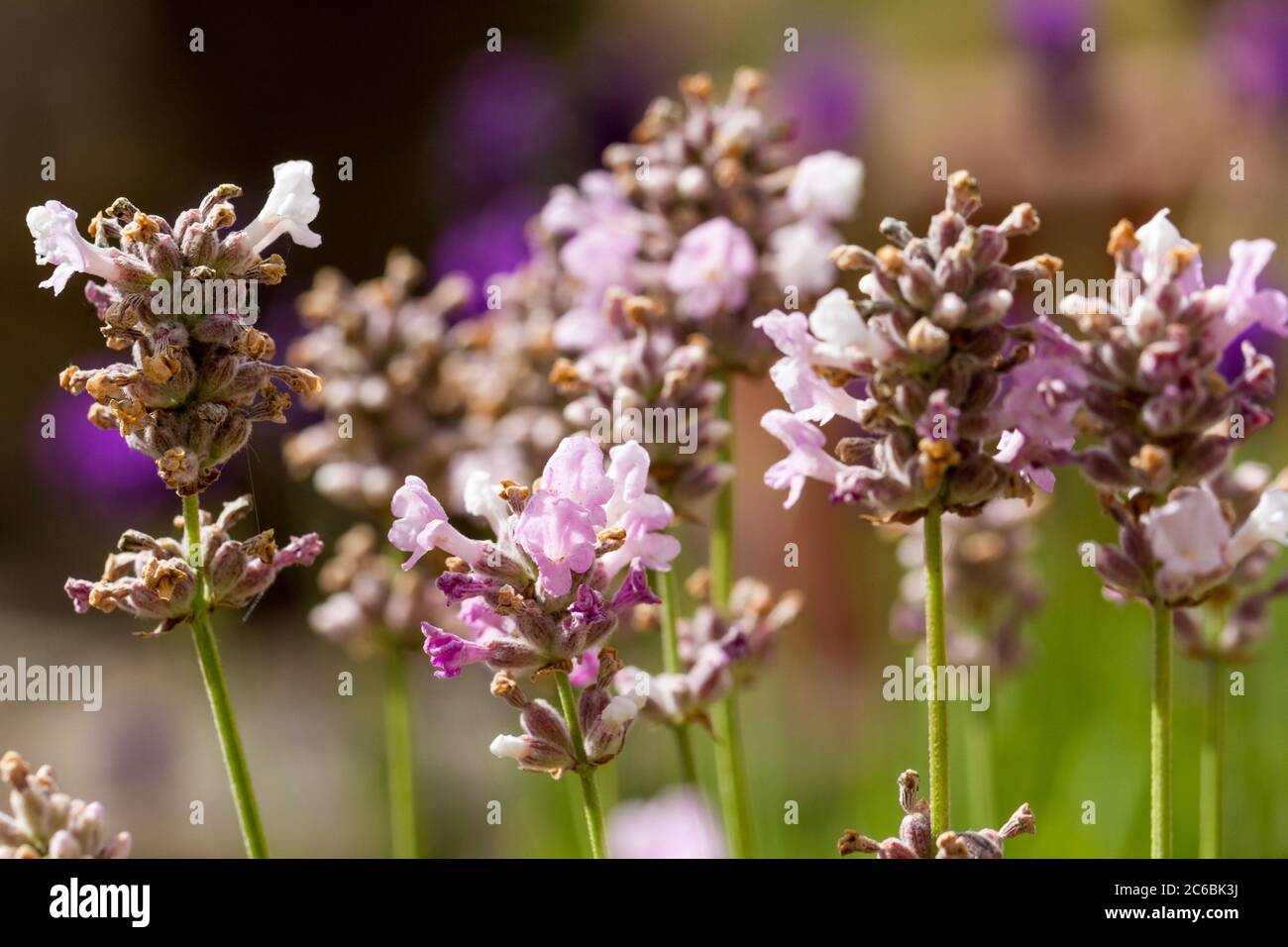 English lavender, felicelightpink, Lavandula angustifolia blooming in summertime Stock Photo