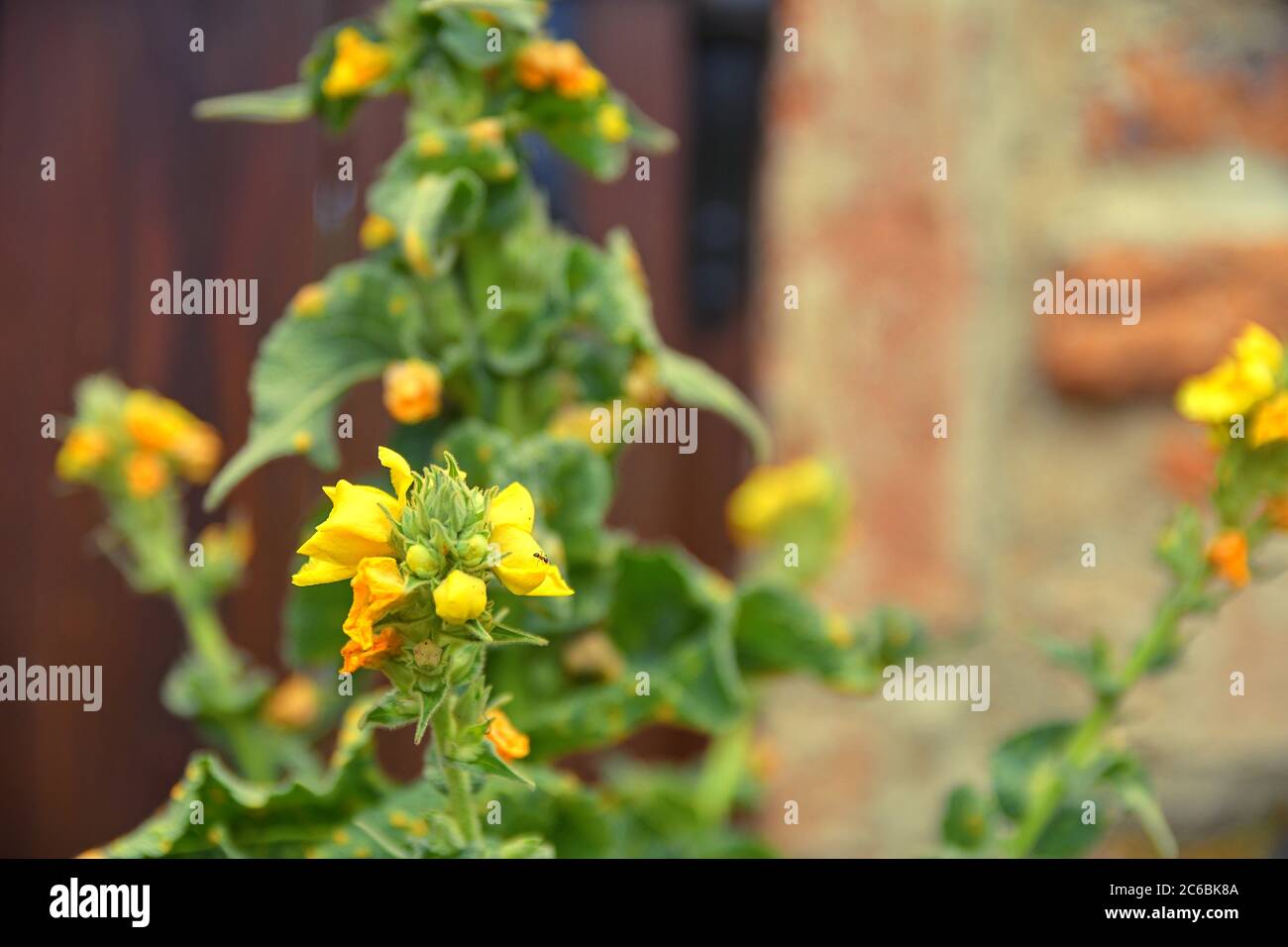Mullein or mullein leaf often refers to the leaves of Verbascum thapsus