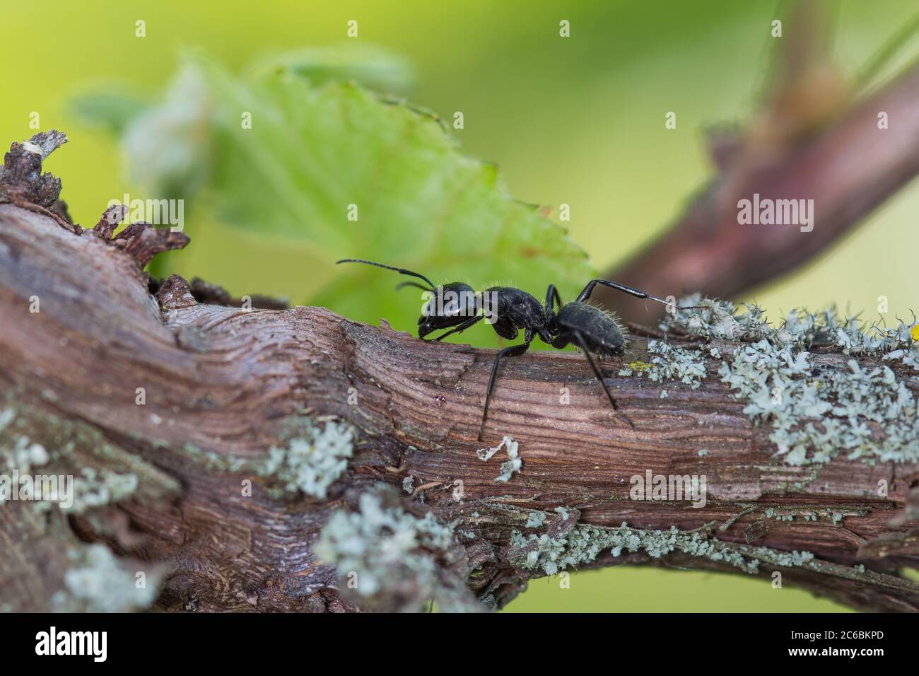 Ant on branch hires stock photography and images Alamy