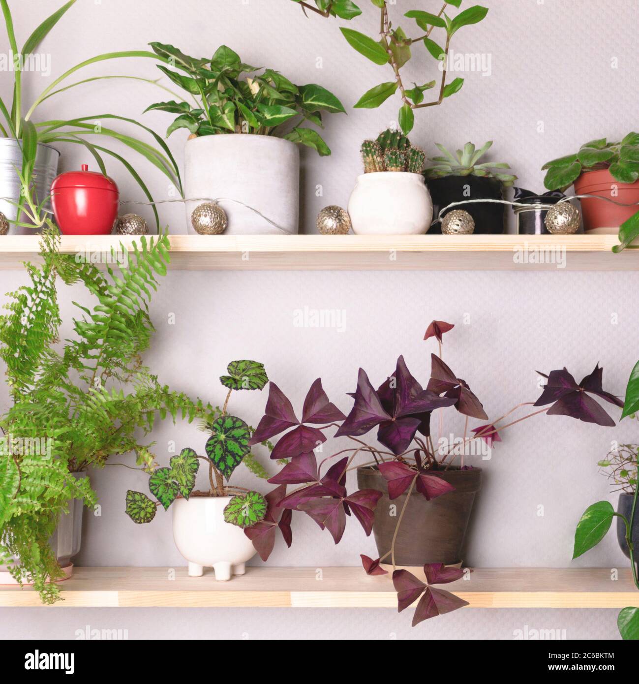 Wooden shelves with various houseplants. Home garden concept Stock ...