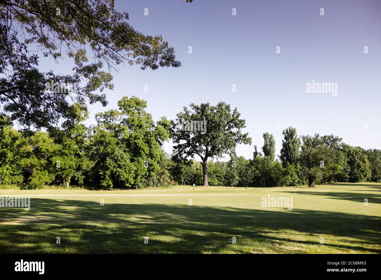 Summer forest trees hi-res stock photography and images - Alamy