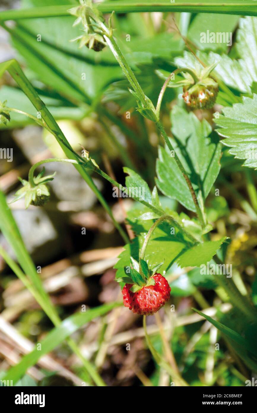 Wild strawberry on the plant, Gipuzkoa, Basque Country, Spain Stock Photo