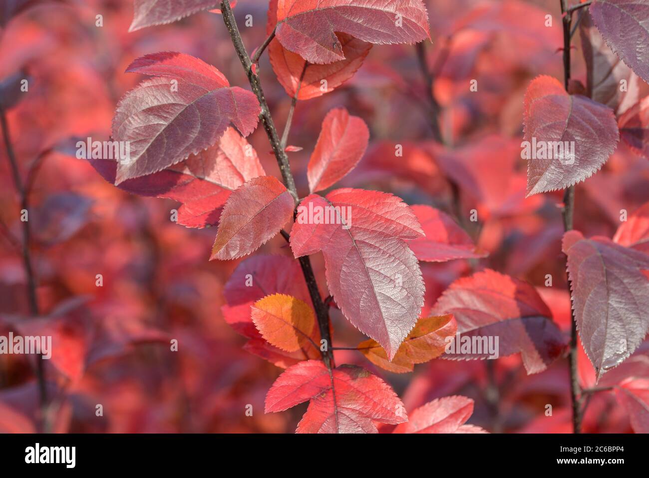 Zier-Apfel Malus COCCINELLA Stock Photo