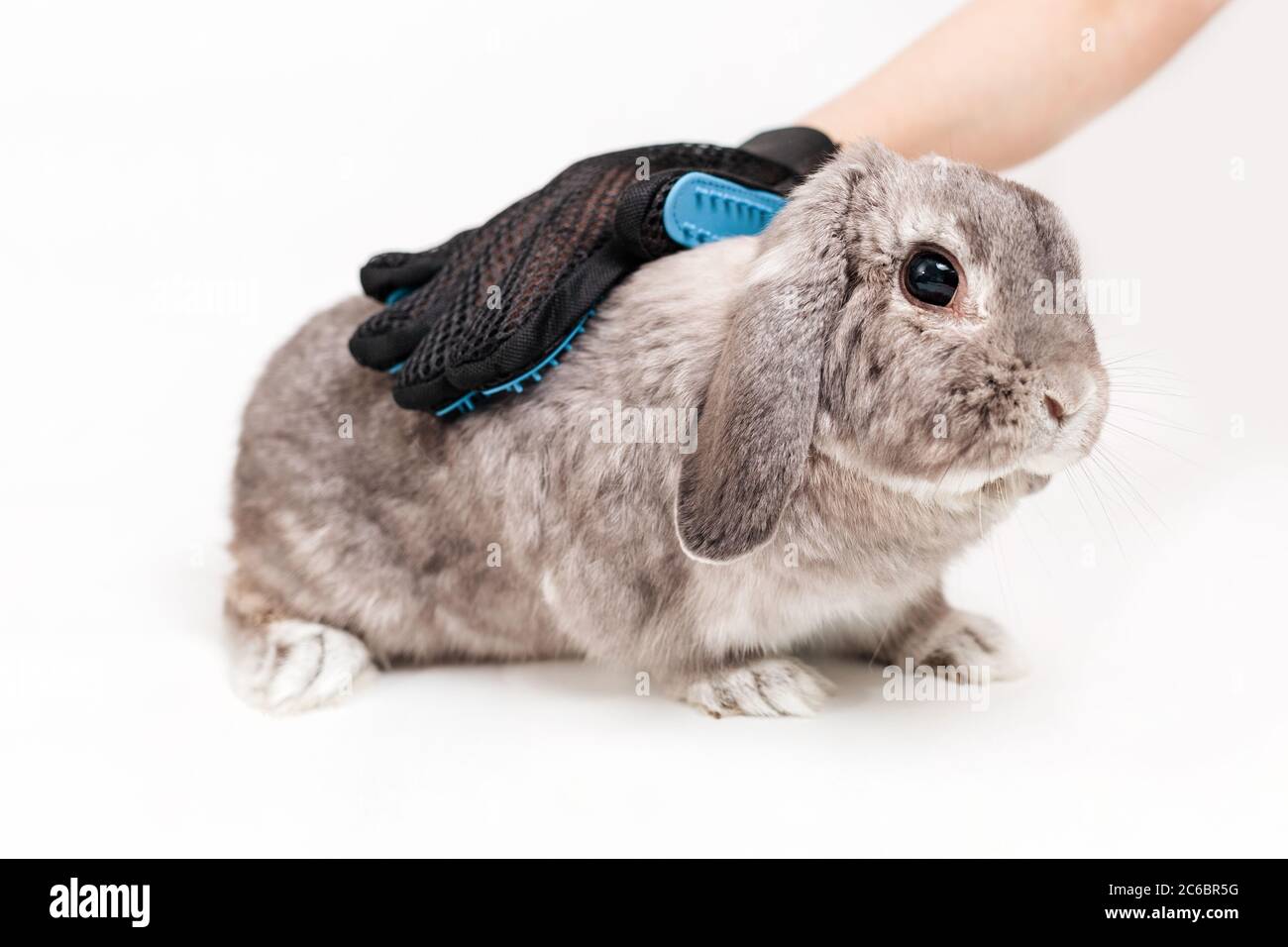 Person grooming a lop-eared gray rabbit with a comb glove. White background. Concept of pet health care Stock Photo