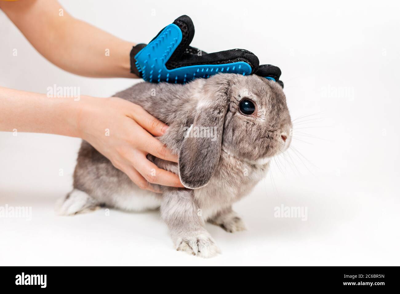 Woman grooming a lop-eared gray rabbit with a comb glove. White background. Copy space. Concept of pet health care. Stock Photo