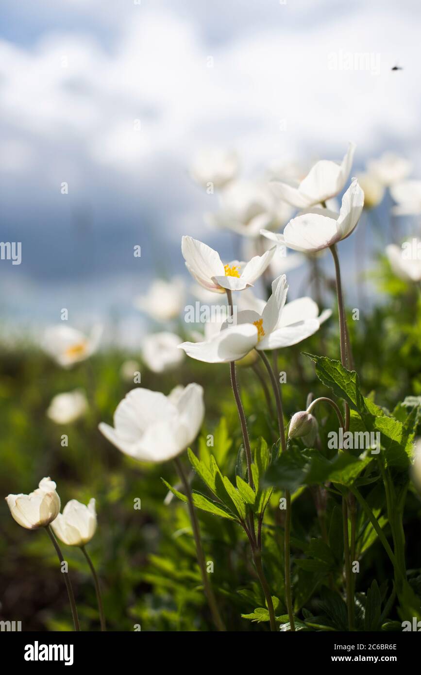 Beautiful spring landscape with white Anemone parviflora flowers in the meadow in sunny day with cloudy blue sky macro Stock Photo
