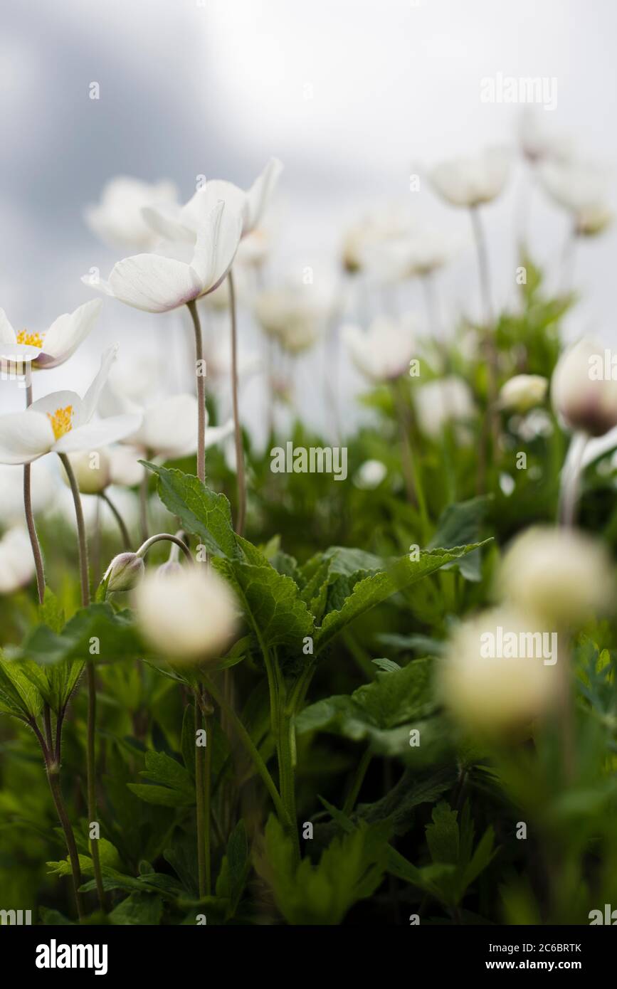 Anemone parviflora flowers in the meadow in sullen day. Windflower, thimbleweed. Beautiful spring time landscape Stock Photo