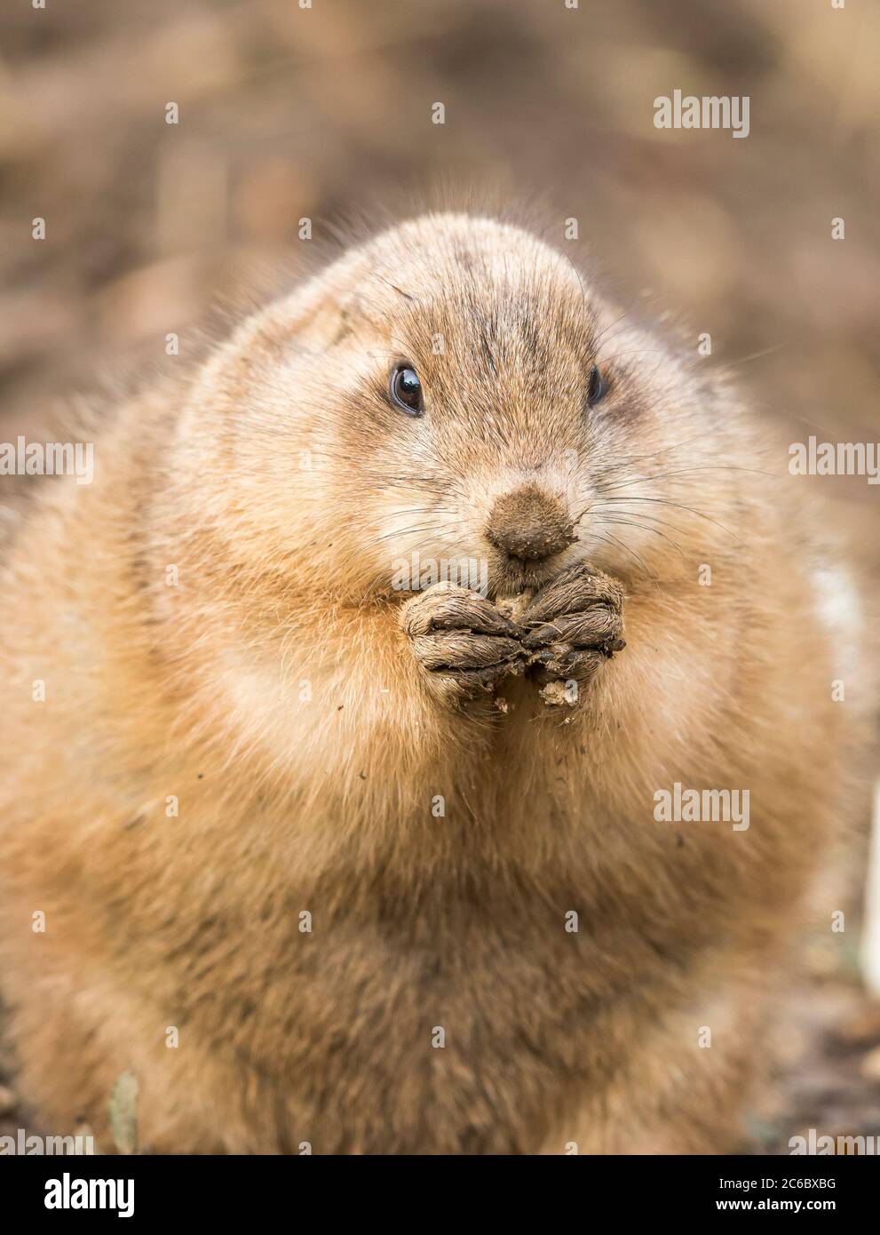 Front view close up of a cute black-tailed prairie dog (Cynomys ludovicianus) outdoors at UK wildlife park, nibbling with very muddy paws! Stock Photo