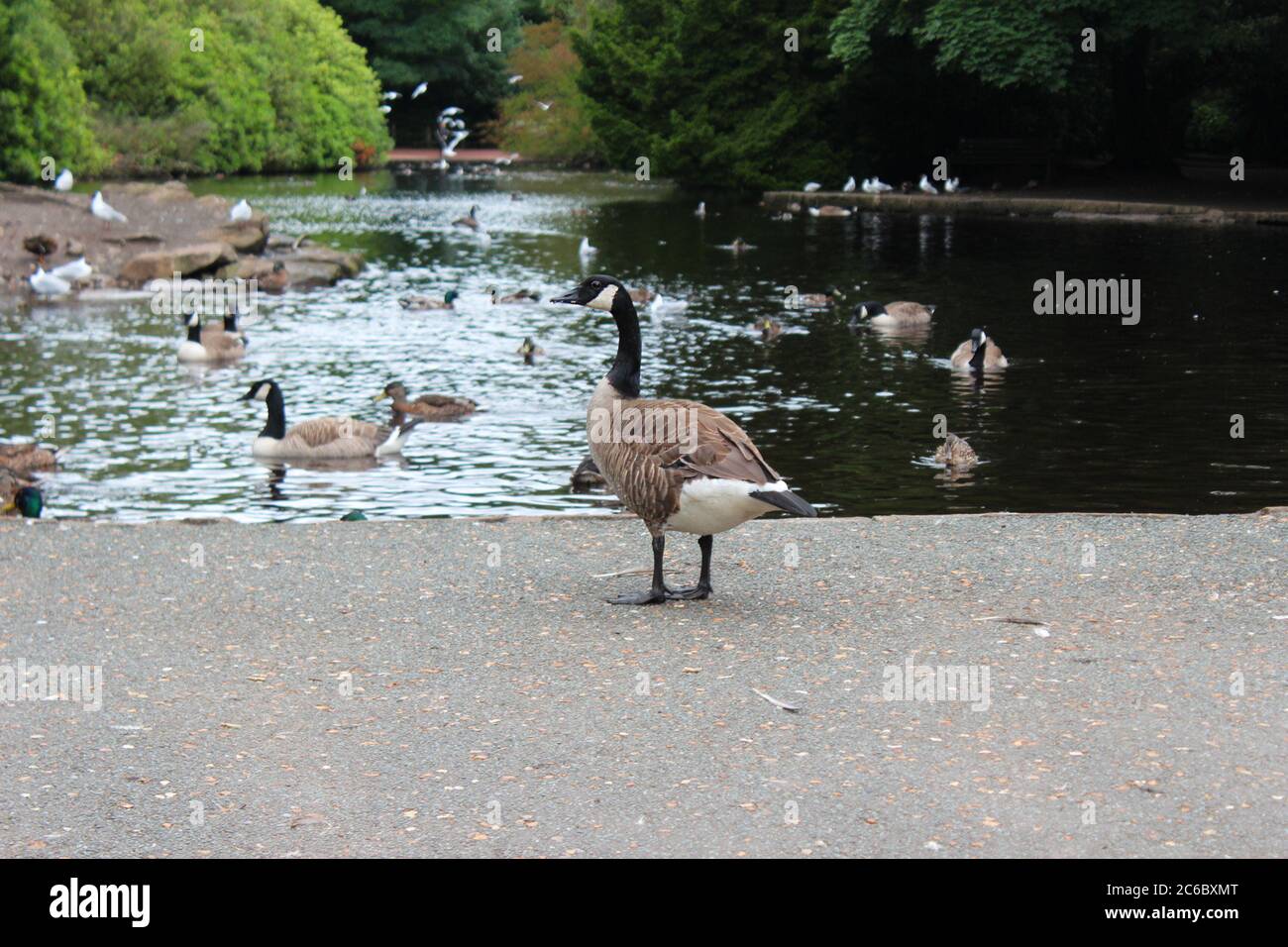 a Canada goose by a lake in Manor Park in Glossop, England Stock Photo -  Alamy