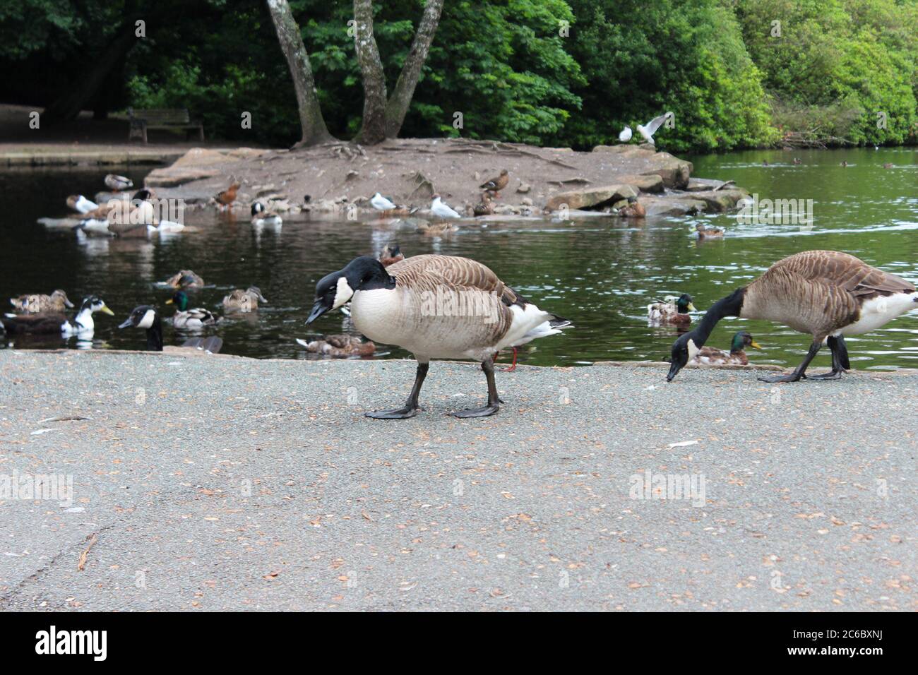 Canada geese looking for food next to a lake in Manor Park in Glossop,  England Stock Photo - Alamy