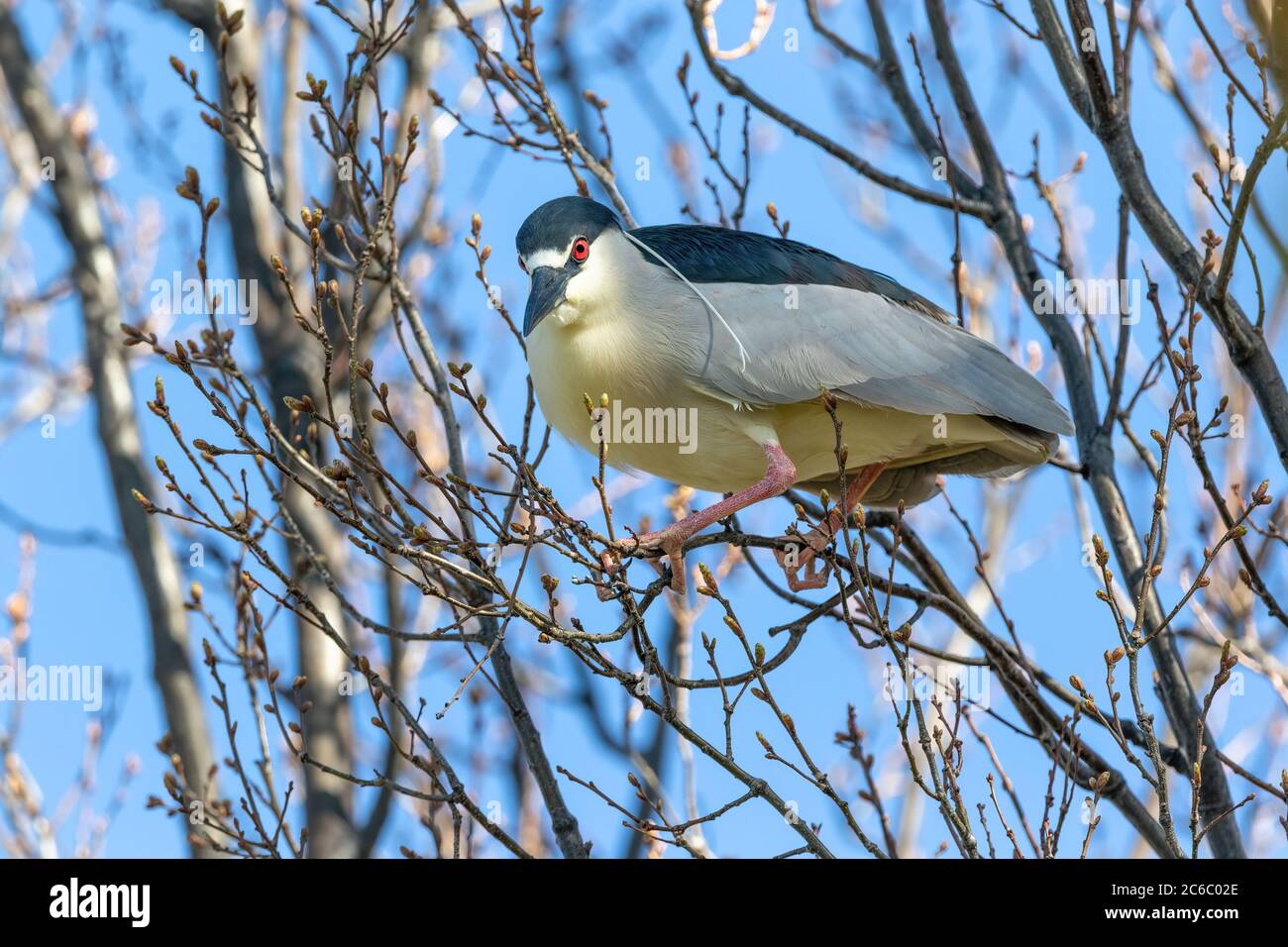 A close up of a Black-crowned Night Heron during mating and breeding season, with vibrant red eye, pink legs and feet, and long white head plumes. Stock Photo