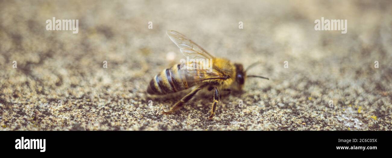 asphalt texture honey asphalt texture honey