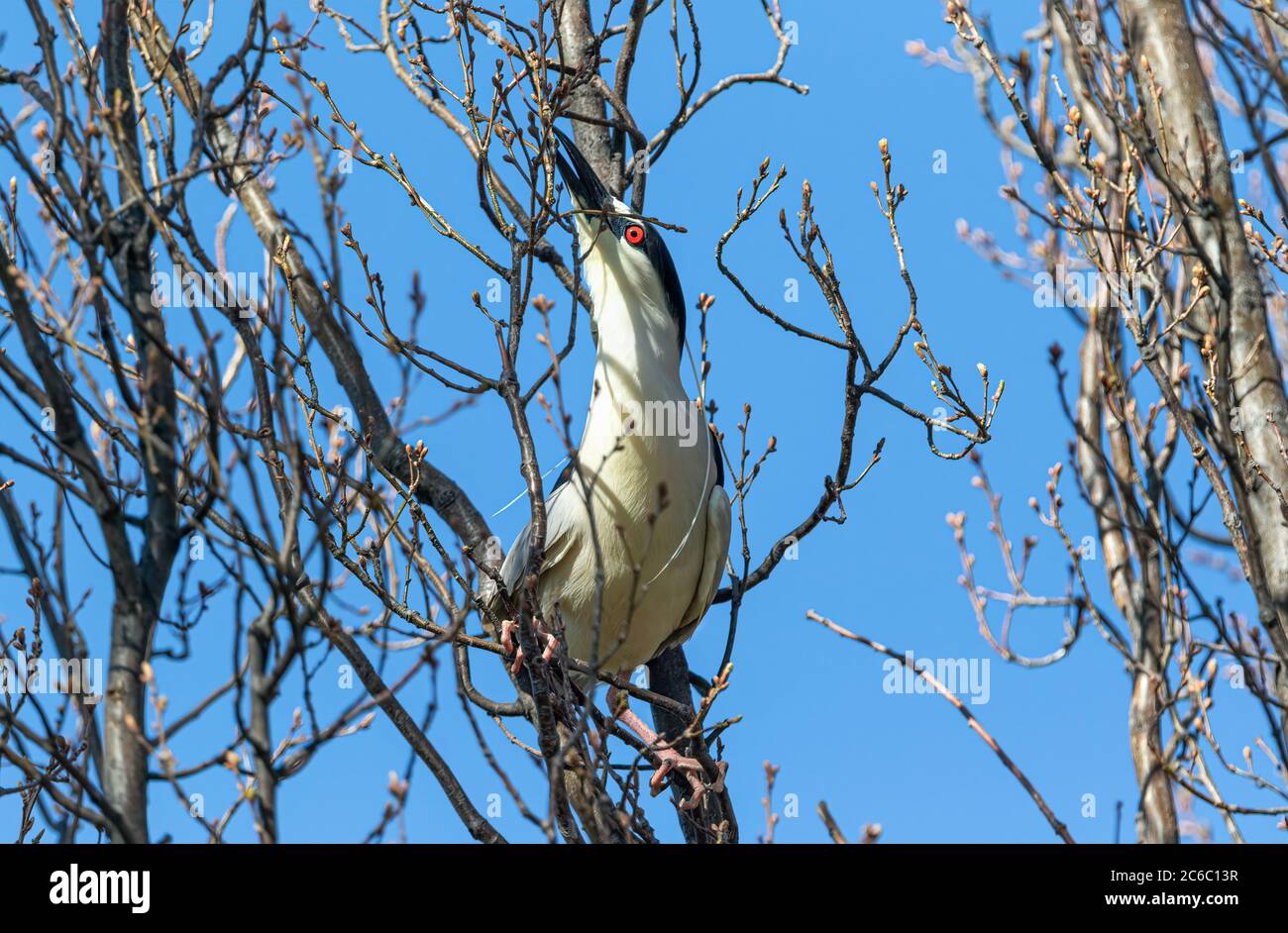 A Black-crowned Night Heron perched in a budding tree, reaches for the perfect small limb to take for nesting purposes. Stock Photo