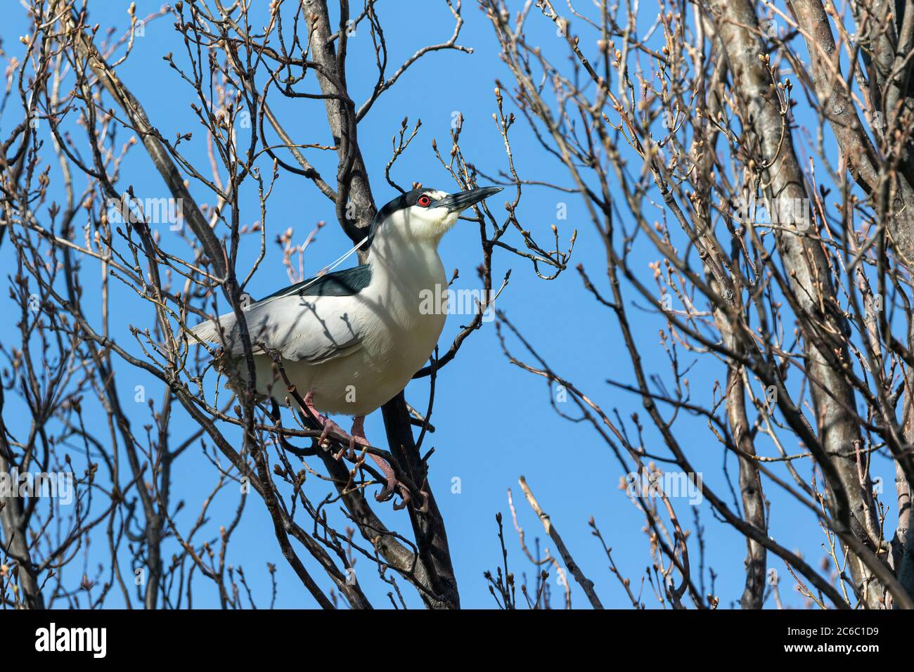 A Black-crowned Night Heron with long white head plumes is eyeing a tree limb in his nest gathering quest. Stock Photo