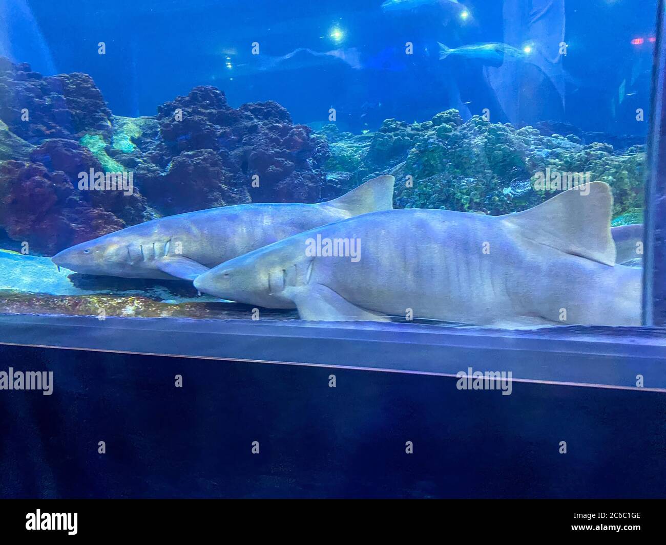 Orlando, FL/USA7/3/20 Two nurse sharks in the shark viewing tunnel at