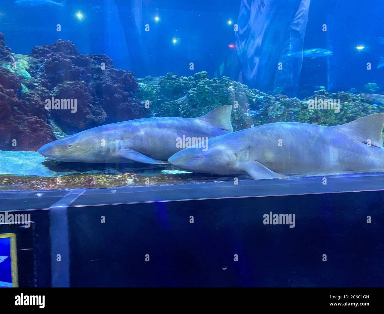 Orlando, FL/USA-7/3/20: Two nurse sharks in the shark viewing tunnel at Seaworld in Orlando, Florida. Stock Photo