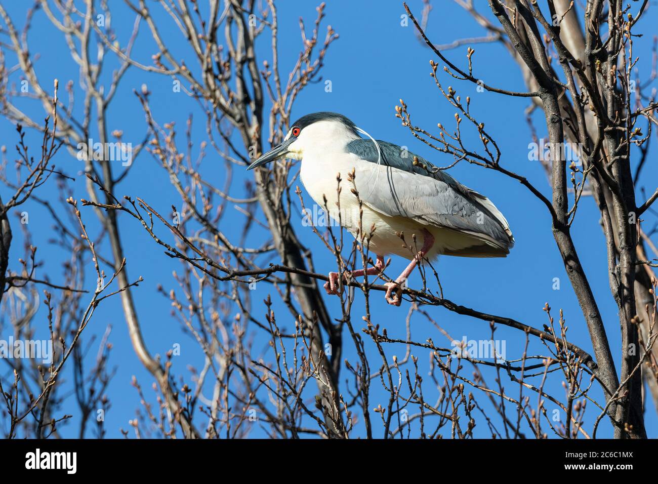 A Black-crowned Night Heron with long white head plumes is perched atop a budding tree on a bright and Sunny Spring Day. Stock Photo
