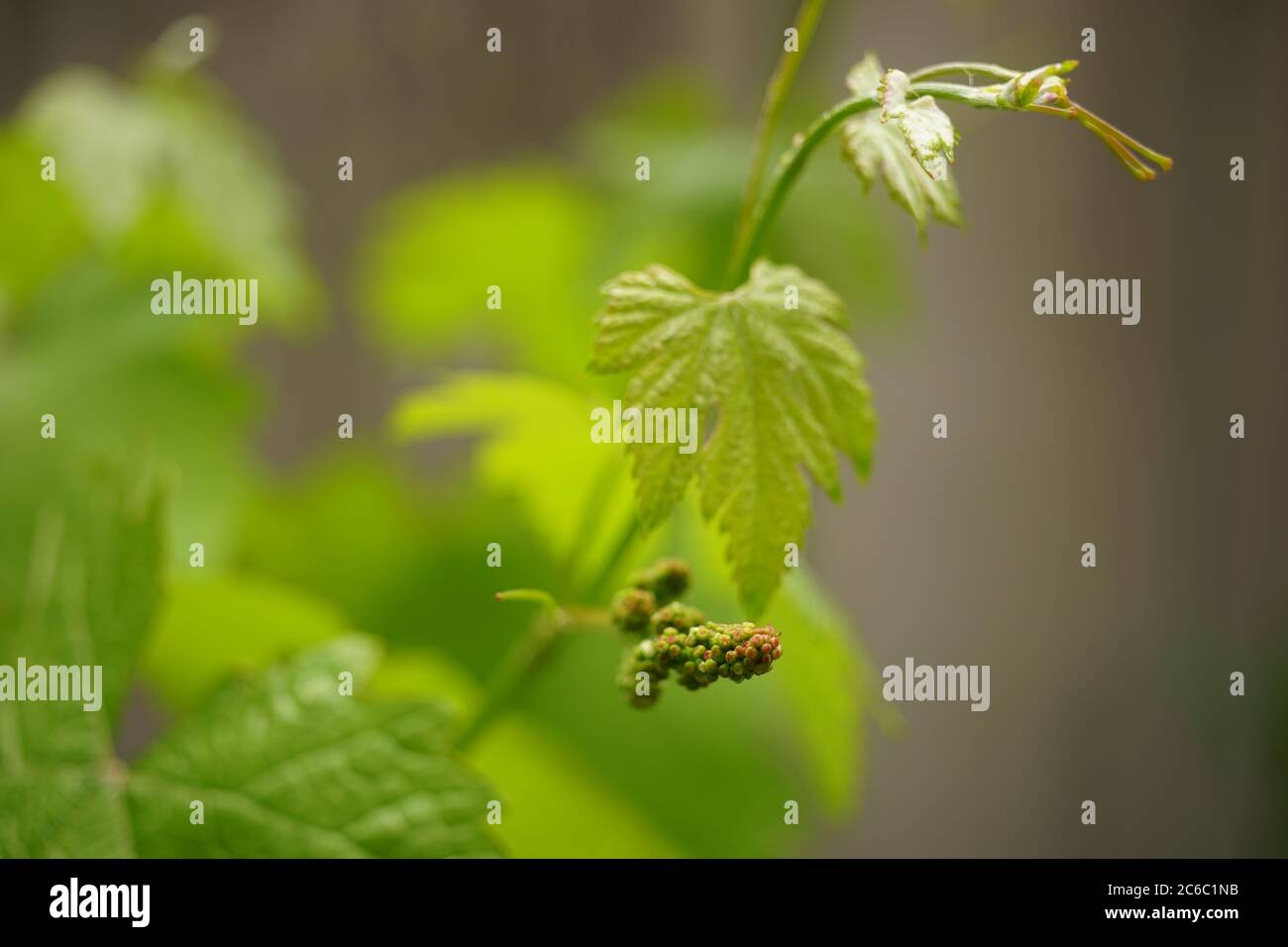 Young green grape with leaves grow in the garden Stock Photo - Alamy
