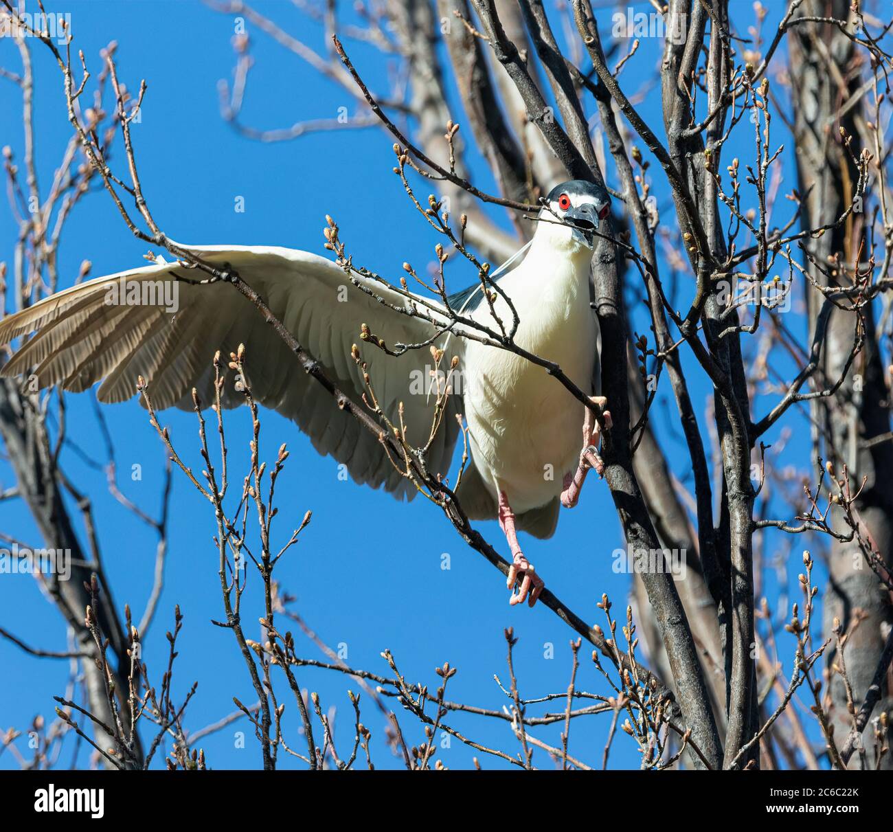 A breeding Black-crowned Night Heron balancing on separate branches with an open wing is ready to chomp down on a twig it will take to build its nest. Stock Photo