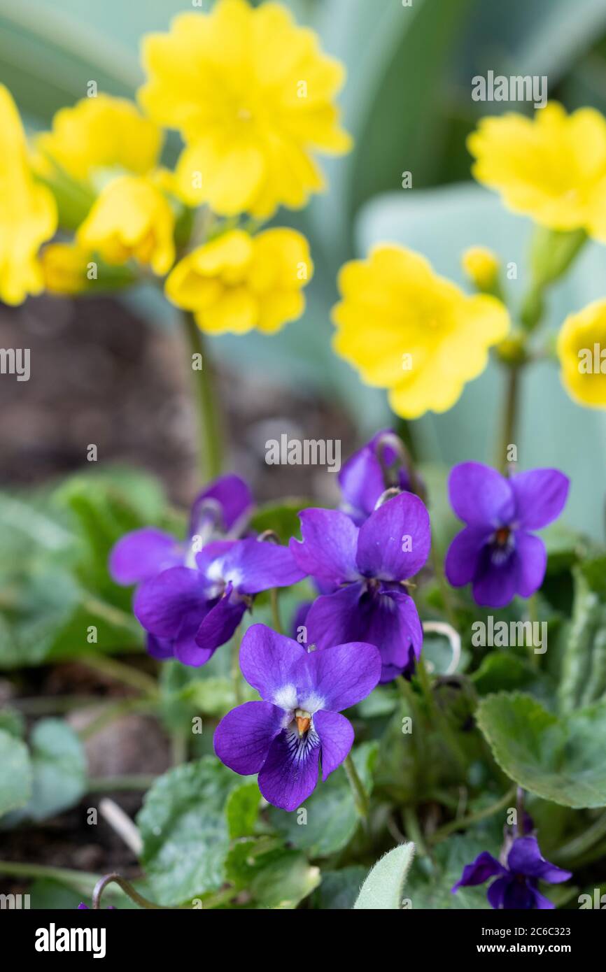 sweet violet in purple and primula elatior in yellow Stock Photo