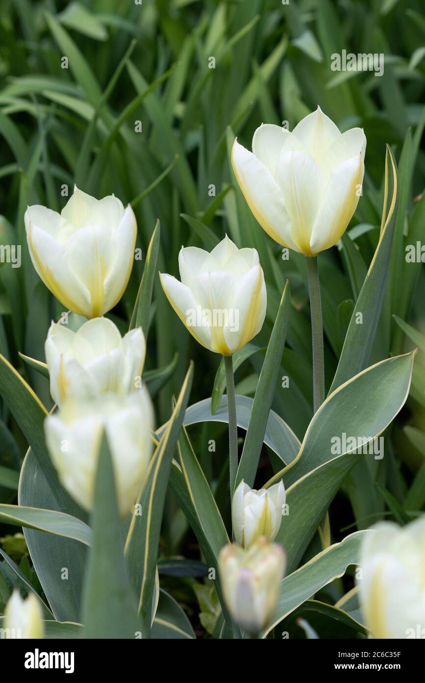 tulip fosteriana in white Purissima Stock Photo