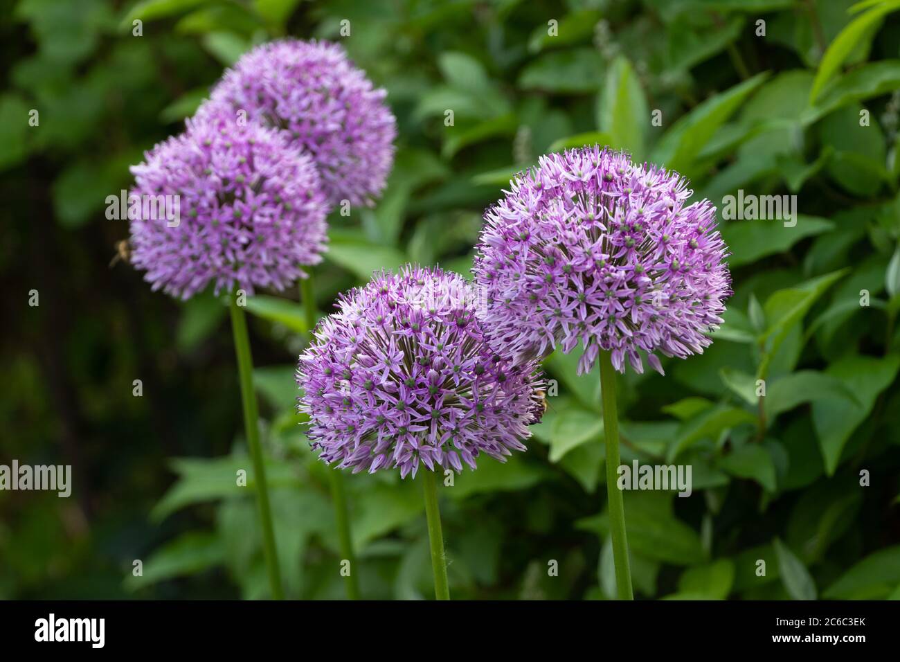 allium flowers in purple in garden Stock Photo
